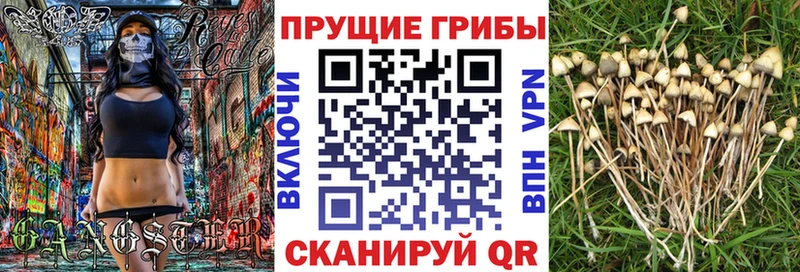 Псилоцибиновые грибы MAGIC MUSHROOMS  магазин  наркотиков  Амурск 